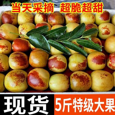 沾化冬枣现摘冬枣脆甜新鲜水果冬枣大果正宗冰糖