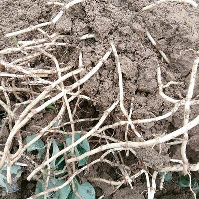 贵州山地折耳根,山区农家自种,带泥贵州遵义申通直发