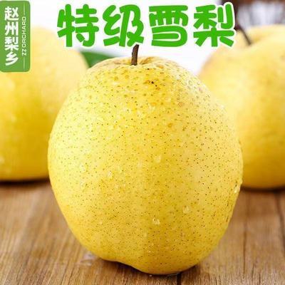 雪花梨正宗雪梨新鲜冰糖雪梨蒸煮雪梨脆甜薄皮梨子整箱包邮