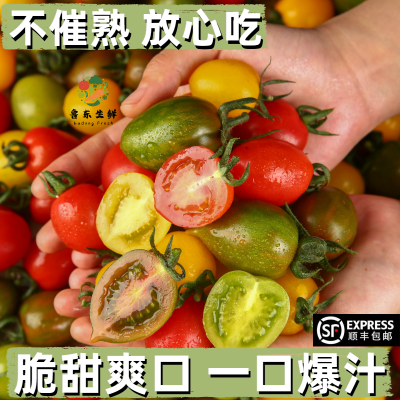 【顺丰包邮】新鲜四色小番茄圣女果迷彩夏日阳光青口蜜贝贝小柿子