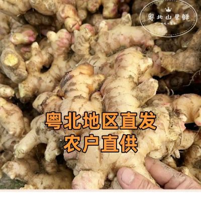 广东小黄姜辛辣浓郁月子必备月子姜猪脚姜散装新鲜直发