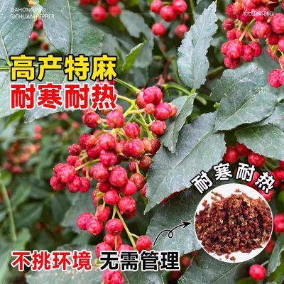 花椒苗树食用九叶青藤椒树苗大红袍南北方种植地栽果树