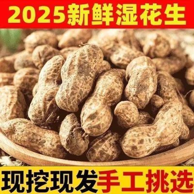 种植基地直发湿花生2025新鲜新湿花生粉皮饱满现挖带壳新鲜花生