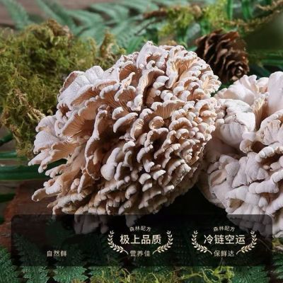 【顺丰发货】云贵高原当季新鲜白参菌现摘现发鸡冠菌新鲜菌菇