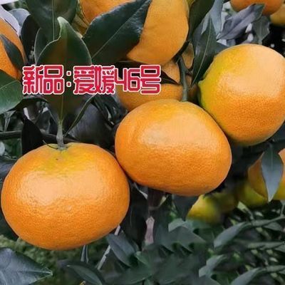 爱媛46号阿蜜达新品种柑橘树苗早熟丰产果实皮薄多汁化渣正宗对版