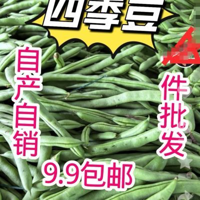 云南筋豆四季豆现发芸豆蔬菜露天现摘刀豆新鲜农家整箱批发豆角