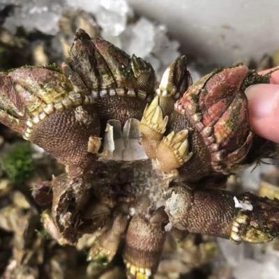 佛手螺 笔架 新鲜海岛现挖现发商用顺丰海鲜
