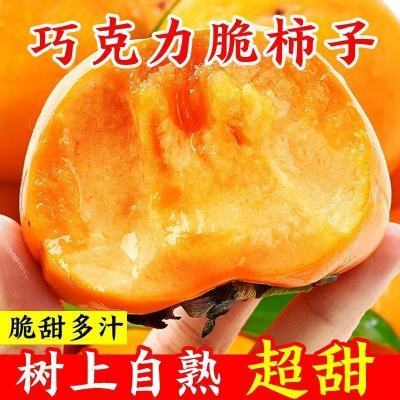 脆柿子巧克力柿子新鲜应季水果生吃现摘脆甜阳丰黄柿整箱批发精品