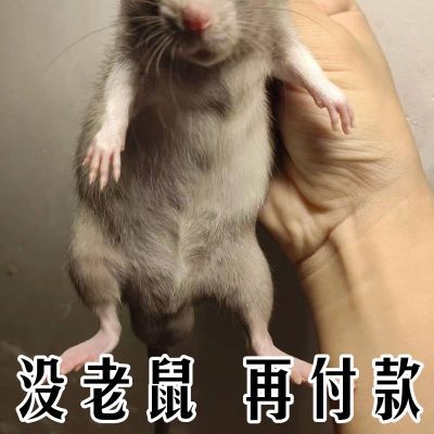 强效驱鼠强力驱虫户外室内蟑螂虫鼠浓缩驱避丸防鼠仓库神器香薰灯