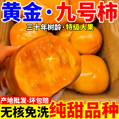 正宗脆柿子脆甜巧克力柿子甜脆柿无核冰糖心脆柿新鲜应季水果批发