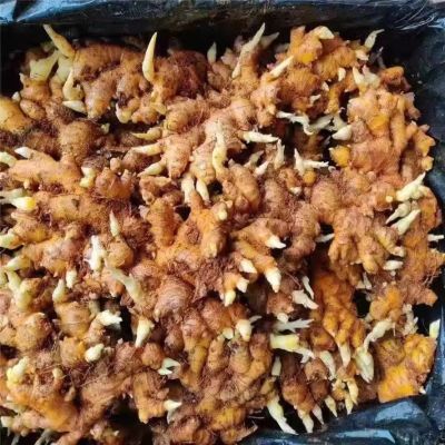 云南小黄姜易种生姜嫩姜小黄姜种苗生姜种植苗带芽姜种籽老姜种子