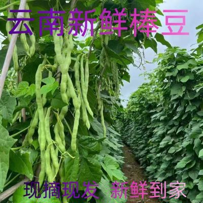 云南新鲜采摘四季豆棒豆肉豆农家自种豆角扁豆蔬菜批发便宜清仓