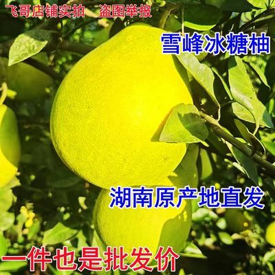 【现摘直发】安江正宗怀化雪峰冰糖湖南小苦柚新鲜现摘白心柚子