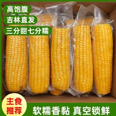 【真空包装黄糯】东北黄糯玉米新鲜粘甜糯玉米棒整箱软糯非冷冻