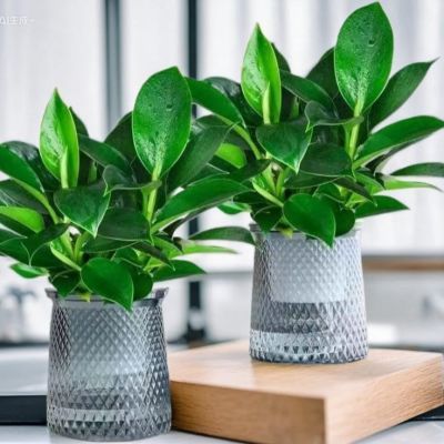 新房除甲醛金钻防辐射招财旺宅植物水培绿植客厅书桌办公桌面绿钻