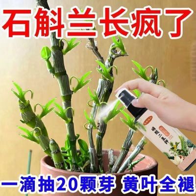 石斛兰专用营养液防黄叶促开花石斛兰生根壮苗免稀释液体肥通用型