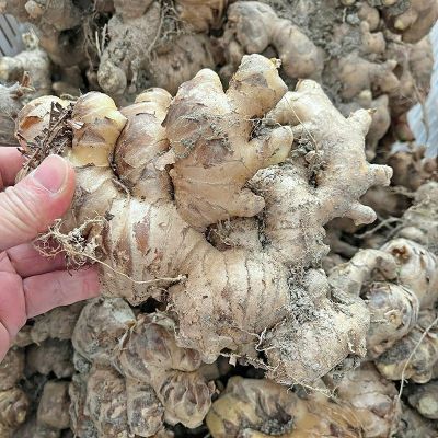 广东本土生姜 月子姜 猪脚姜 现装现发 天然品质