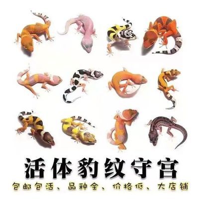 豹纹鬃狮守宫活体蜥蜴新手入门温顺爬虫无毒懒人网红宠物可爱发完