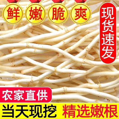 现挖现发清洗5斤湖北产地新鲜鱼腥草凉拌蔬菜折耳根节节根侧耳根