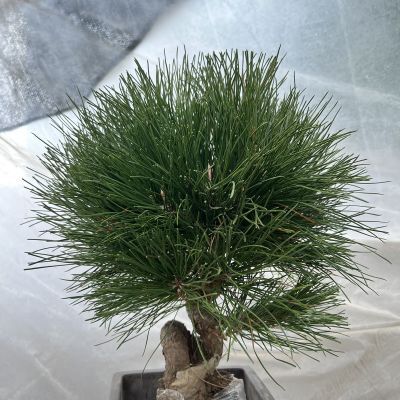 清仓黑松盆景盆栽造型四季常青老桩庭院绿植