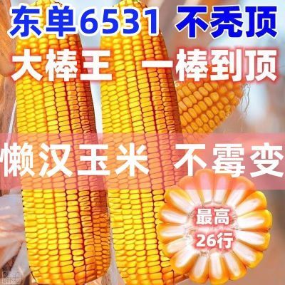 批发农科院高产国审正品东单6531玉米种双胞胎黄金粮紫杆红轴大棒