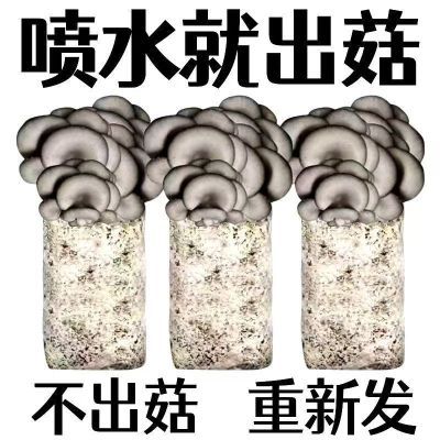 蘑菇新鲜菌种包菌菇家庭室内阳台种植包四级菌种家种食用蘑菇菌包