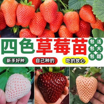 26年新苗三代脱毒苗黑白粉红四个颜色淮南基地直发盆栽地栽南北种