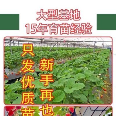 26年草莓大果新苗奶油四季秧苗红颜阳台种植当年盆栽南北方
