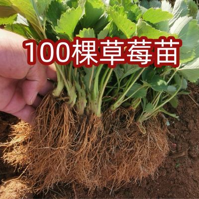 大果草莓苗奶油红颜盆栽食用带土带盆牛奶果树草莓秧苗种四季优惠商品图片