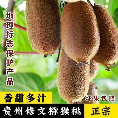 正宗贵州修文贵长绿心贵长猕猴桃新鲜水果当季奇异果孕妇整箱