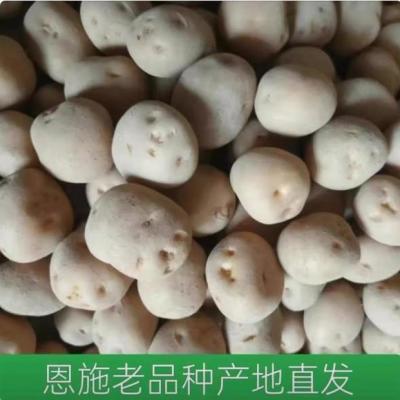 恩施正宗马尔科土豆2025老高山自留种农家老品种洋芋新鲜现挖