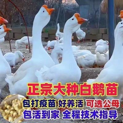 正宗三花白鹅苗大种白鹅苗产蛋王鹅苗幼鹅苗活苗霍尔家禽正品【7天内发货】优惠商品图片