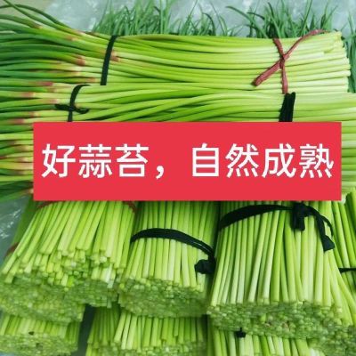 新鲜便宜2025现发嫩蒜苔批发红帽自种蒜薹邳州短蒜苔超低价蔬菜