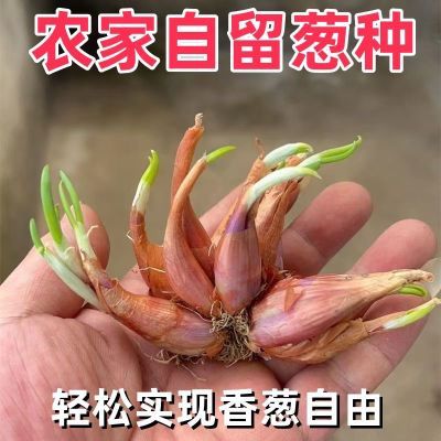 四川四季小香葱头浓香型葱头种农家香葱头红根香葱蔬菜阳台庭院