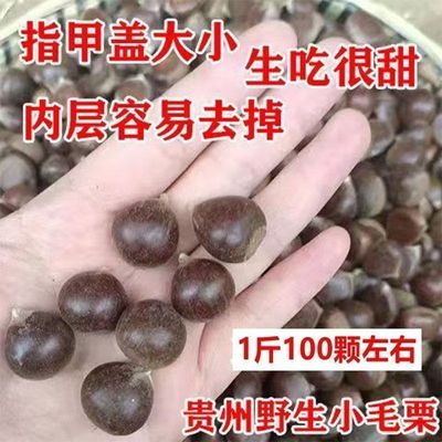 【野生】贵州新鲜小毛栗毛锥子毛栗子圆锥子锥栗小板栗生圆毛栗