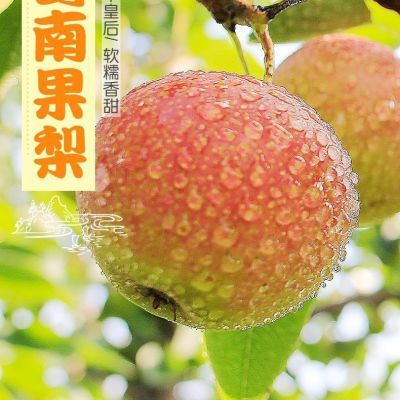 正宗鞍山南果梨小果甩软糯多汁酒香四溢薄皮水果带箱5.5斤包邮