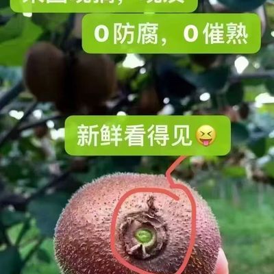 周至正宗金福猕猴产地直发假一赔十金秋送福猕猴桃中的珍品