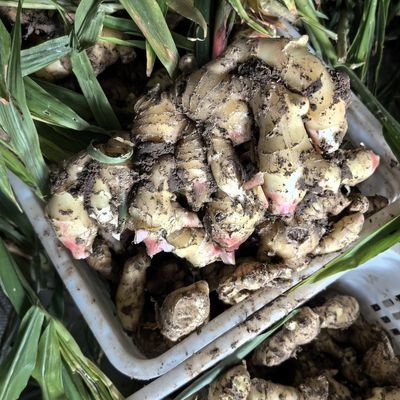 山东生姜新鲜大肉鲜姜正宗大姜现挖纯正嫩姜月子批发驱寒姜块