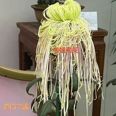 【天门飞流】新品菊花盆栽苗带花苞秋冬大菊阳台庭院耐寒好养花卉