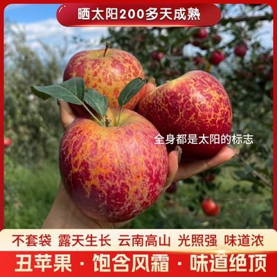 (精品1级果)云南昭通丑苹果冰糖心正宗丑苹果新鲜红富士整箱包邮
