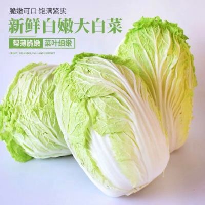 山西运城大白菜农家酸菜自种新鲜蔬菜辣白菜黄心冬储可做泡菜