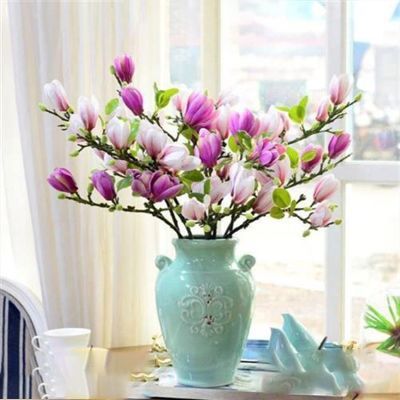 玉兰花鲜切花带花苞发货水培植物水养年宵花