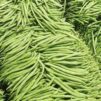 四季豆云南小金农家高山露天现发芸豆现摘豆角筋豆新鲜蔬菜整箱