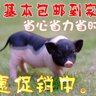 网红可爱正宗香猪宠物猪泰国包活纯种小香猪迷你长不大活体包邮