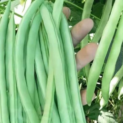 云南高山露地现摘红花四季豆新鲜