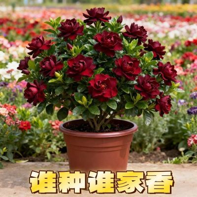 【新品首发】深花色栀子花惊艳登场浓郁花色超吸睛芬芳扑鼻太迷人