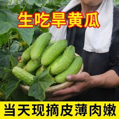 湖北恩施高山露天旱黄瓜5斤现摘现发新鲜可口可当水果