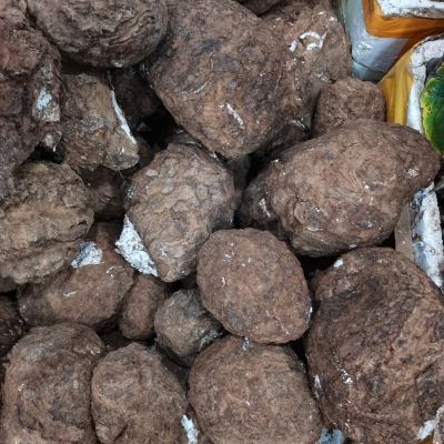云南正宗原生态野生深山青松树根优质茯苓新鲜带皮发货