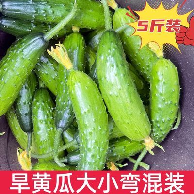 东北旱黄瓜一箱脆嫩新鲜采摘生吃泡菜腌制酸年货凉拌蘸酱菜拍黄瓜