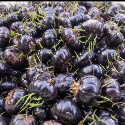 【鲜果尝鲜】云南新鲜红果参鲜果罕见水果当季蜘蛛大果正宗小众